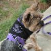Halloween Dog Harness With Matching Leash - Too Cute To Spook (Size: Large)